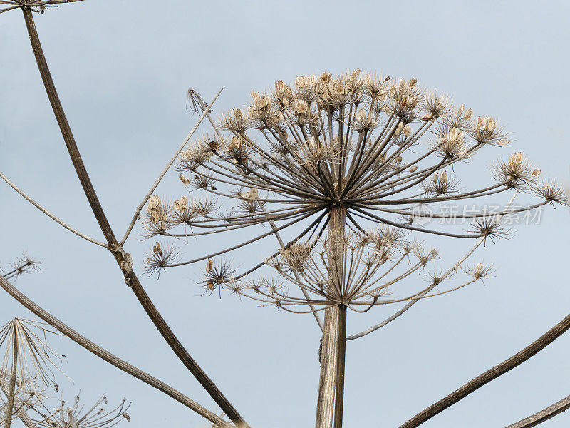 大猪草的伞形花序(Heracleum, manteggazzianum)对抗乌云密布的天空